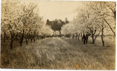 Fruit Orchard. Courtesy of the Oakville Histotrical Society