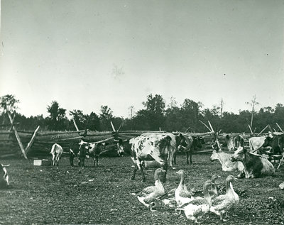 Triller Farm. Courtesy of the Oakville Historical Society