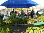 Bronte Horticultural Society plant sale, 23 May 2015