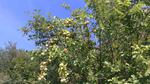 Parking lot apples