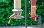 Feeding the Birds