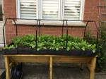 Urban Vegetable Garden in a Small Space