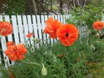 Poppies by the Lake