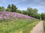 Wild Phlox Along the Way