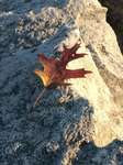 Autumn amongst the rocks