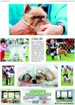 A dog's life: best in show