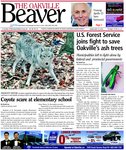 Coyote scare at elementary school