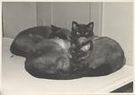 Three Siamese cats curled up for a nap