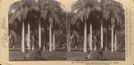 The Indian Palms in Ezbekiyeh Garden, Cairo, Egypt.